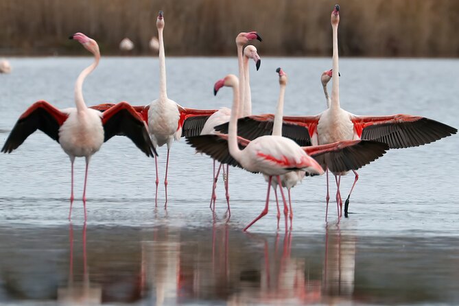 Combo: Cagliari Old Town and the Oasis of Flamingos - Bonaria: the church complex as a calmer wrap-up