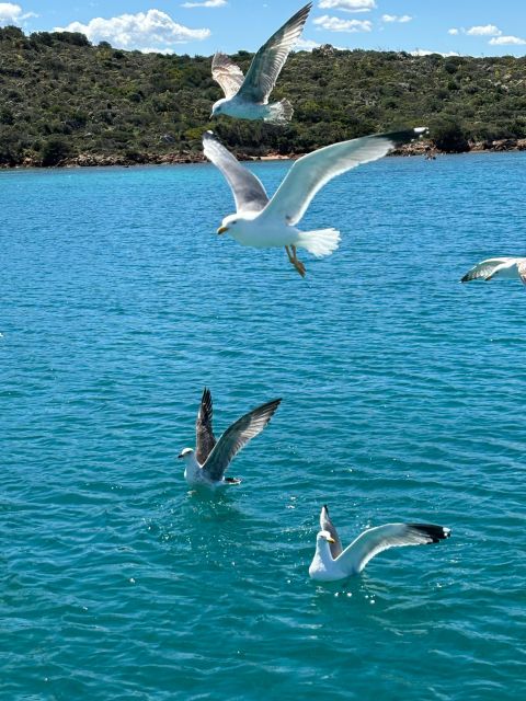 Da Palau:Tour in barca a vela nell'Arcipelago La Maddalena - Setting Out From Palau: Why This Route Works