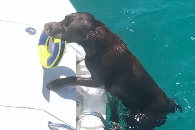 Day trip on a sailing catamaran in Sardinia - The Sailing Day’s Menu: Kayak, Paddleboard, or Snorkel