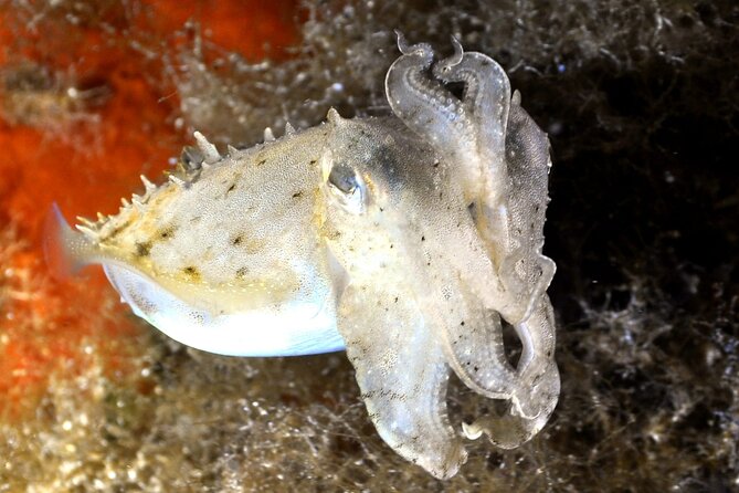 Discover Scuba diving in Villasimius - What you’ll see: sea plants and fish with real personality
