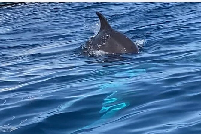 Dolphin-spotting SUP tour with Golfo Aranci aperitif - Golfo Aranci SUP: the Figarolo and Cala Moresca route that actually feels local