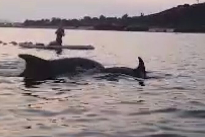 Dolphin-spotting SUP tour with Golfo Aranci aperitif - Dolphins, cormorants, and the real art of watching wildlife from water