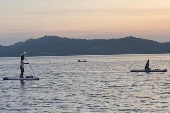 Dolphin-spotting SUP tour with Golfo Aranci aperitif - The SUP lesson: quick safety, real technique, and beginner confidence