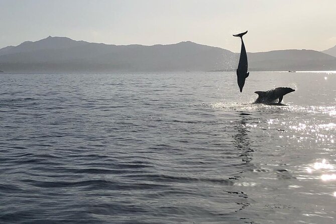 Dolphin watching and snorkeling in Figarolo - Dolphin watching in Sardinia: why Capo Figari and Figarolo matter