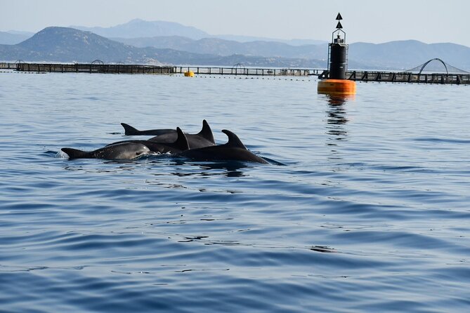 Dolphin watching and snorkeling in Figarolo - Figarolo Island time: swimming with a view
