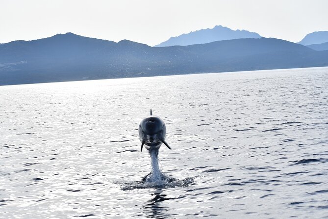 Dolphin watching and snorkeling in Figarolo - Price and value: does $84.10 make sense here?