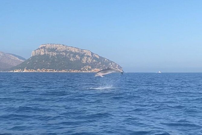 Dolphin Watching and Snorkeling in Figarolo in Sardinia - Key Things to Know Before You Go