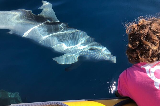 Dolphin Watching and Snorkeling in Figarolo in Sardinia - Who Should Book (and Who Might Skip It)