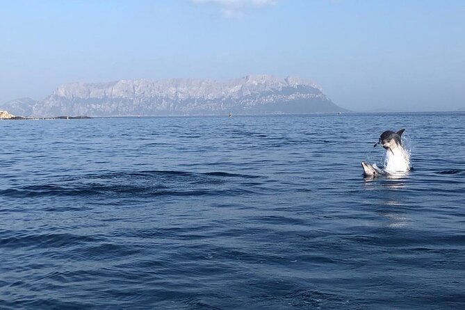 Dolphin Watching and Snorkeling in Figarolo in Sardinia - Weather and Dolphin Reality: Set Your Day Up for Success