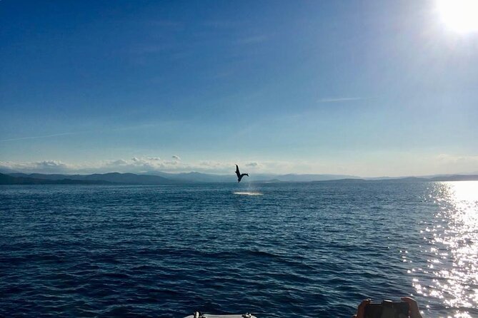 Dolphin Watching and Snorkeling in Figarolo in Sardinia - Should You Book This Figarolo Dolphin and Snorkeling Tour?