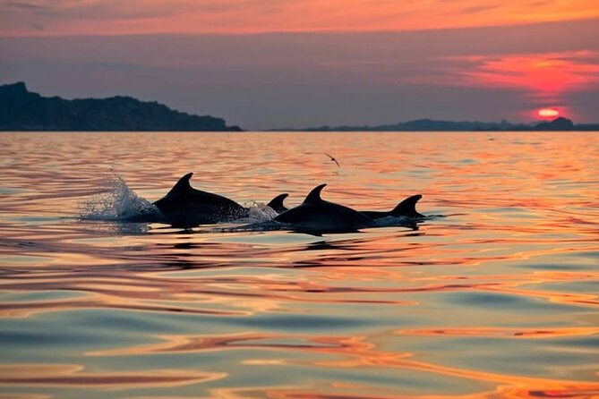 Dolphin Watching Boat Excursion to Figarolo Island from Olbia - What you get onboard: drinks, snacks, and comfort on the water
