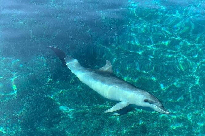 Dolphin Watching Boat Excursion to Figarolo Island from Olbia - Price and value: what $66.52 buys on a half-day sea outing
