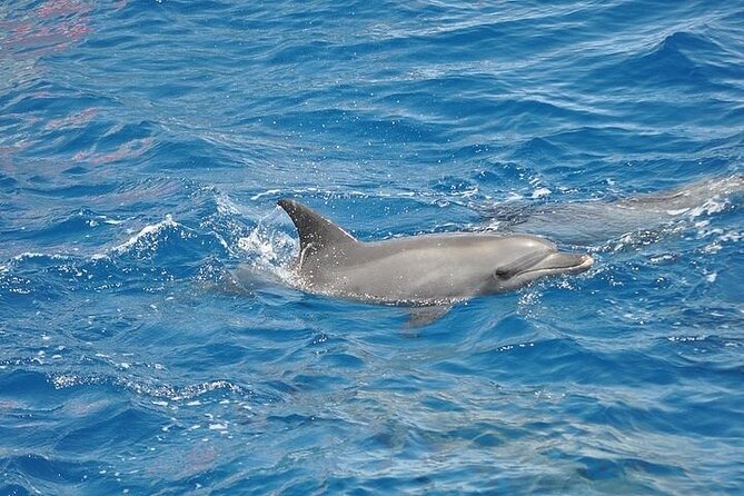 Dolphin Watching Boat Excursion to Figarolo Island from Olbia - Stop 1: Capo Figari—caves, cliffs, and dramatic coast views