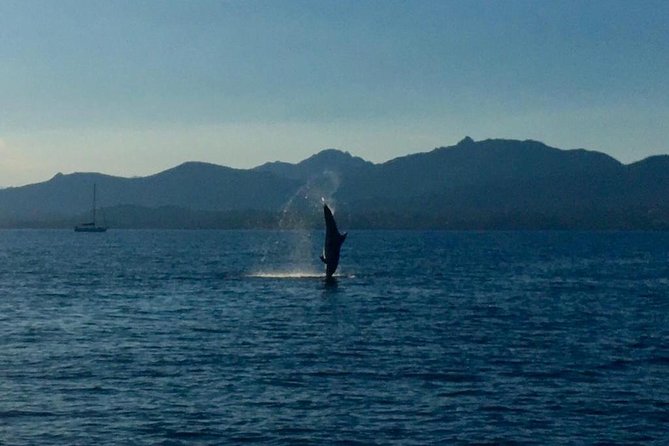 Dolphin Watching Tour - from Golfo Aranci - Key things to know before you go