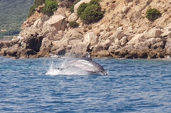 Dolphin Watching Tour - from Golfo Aranci - Figarolo and Capo Figari: why this dolphin trip feels more certain