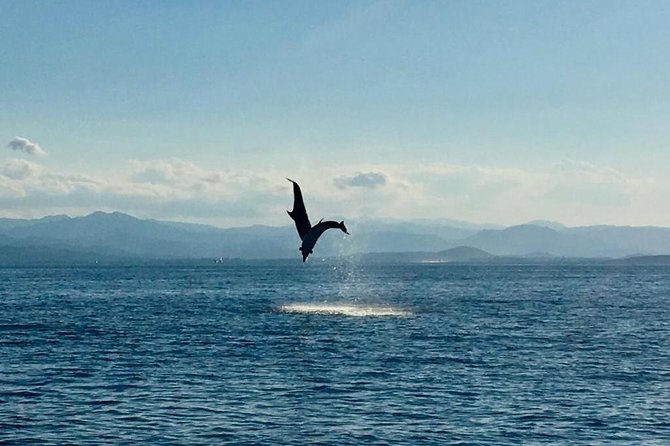 Dolphin Watching Tour - from Golfo Aranci - Stop time off Capo Figari: watching the bay instead of chasing it