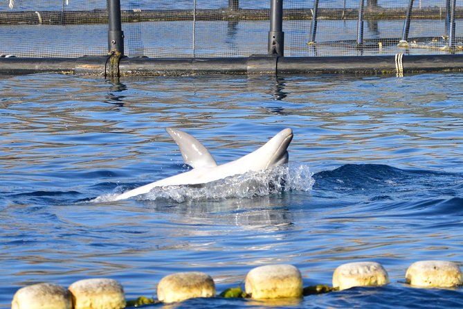 Dolphin Watching Tour - from Golfo Aranci - Crew behavior and dolphin etiquette: why it affects what you see
