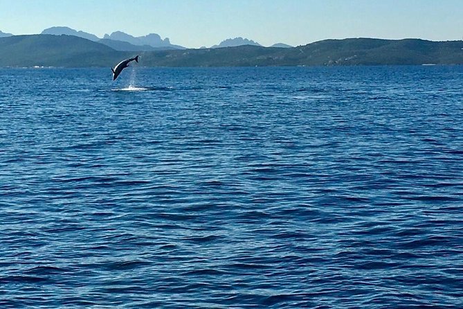 Dolphin Watching Tour - from Golfo Aranci - Price and value: what $42.33 gets you for 1.5 hours