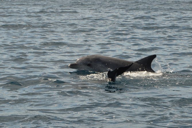 Dolphin Watching Tour - from Golfo Aranci - Your 1.5-hour route from Spiaggia Sos Aranzos to the Figarolo hotspot