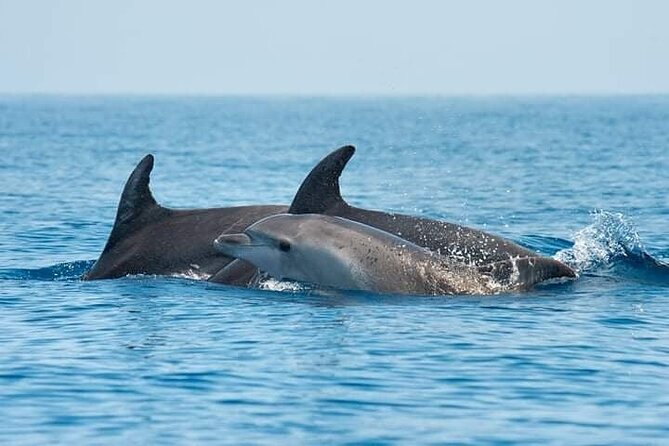 Dolphin Watching Tour with Snorkeling from Olbia - Key things that make this tour worth it