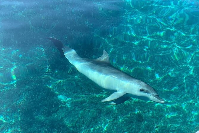 Dolphin Watching Tour with Snorkeling from Olbia - Cala Moresca: dolphin searching and snorkeling with colorful sea life