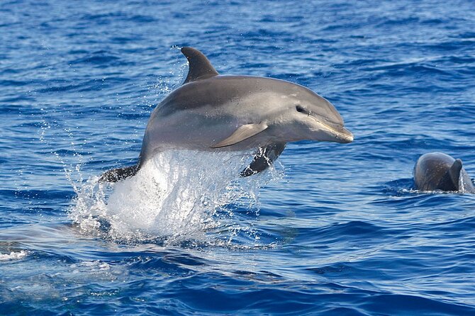 Dolphin Watching Tour with Snorkeling from Olbia - Snacks, drinks, and guide talent (Antonio, Francesco, and more)