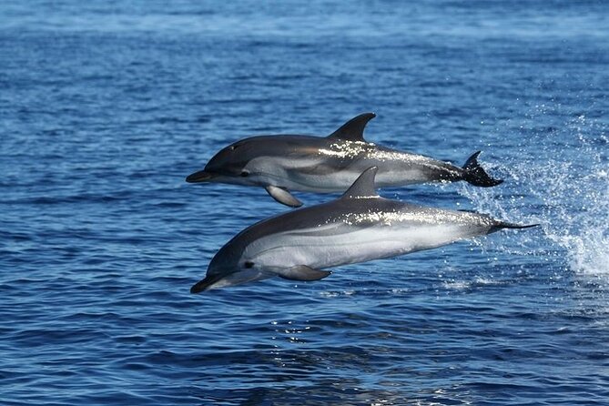 Dolphin Watching Tour with Snorkeling from Olbia - Where to meet: MOYS Marina di Olbia Yachting Services
