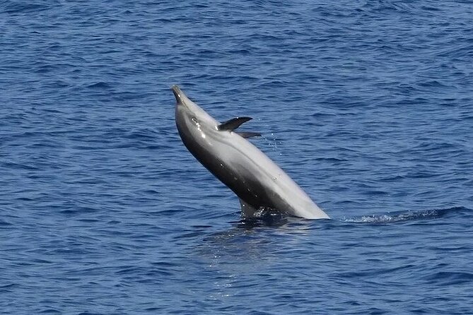 Dolphin Watching Tour with Snorkeling from Olbia - Capo Figari: cliffs, a limestone cave, and an aperitif moment
