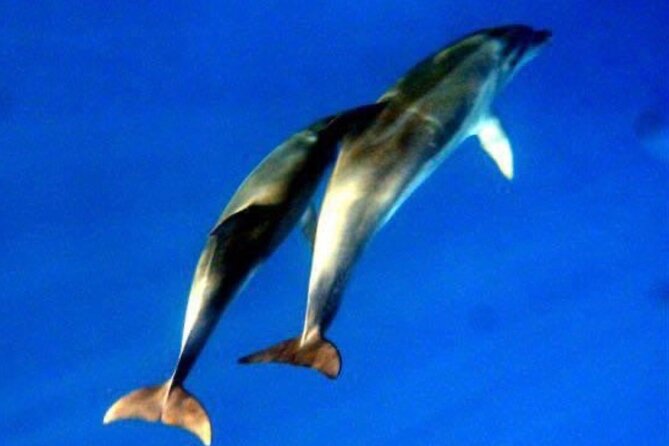 Dolphins Circus tour in Small group - Why the Cugnana-to-Olbia route is smart for dolphins and swimming