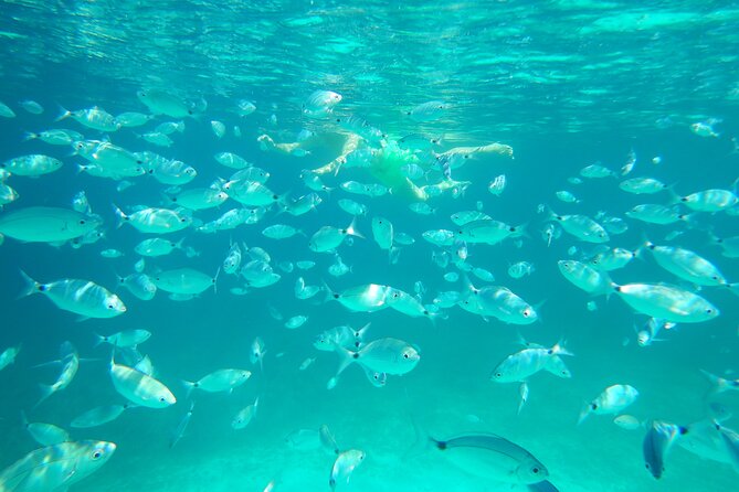 Dolphins Circus tour in Small group - Dolphin odds near Figarolo and Cala Moresca