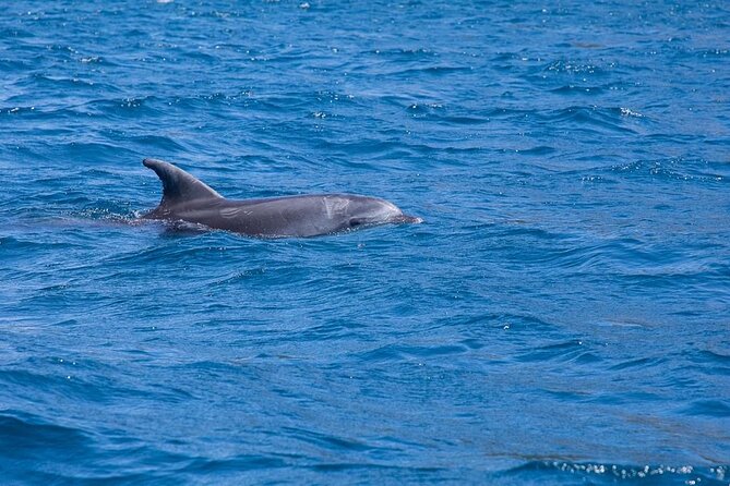 Dolphins Circus tour in Small group - Aperitif with cheese and snacks: why it’s more than a cute add-on