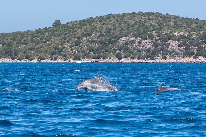 Dolphins Rib boat (up 6 people) Private - Skippers and the English-Language Experience: Why Their Style Matters