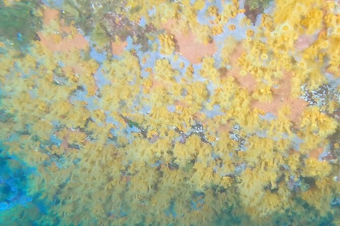 Double dive in the Capo Carbonara Marine Protected Area, for patents. - Key things I’d lock in before you go