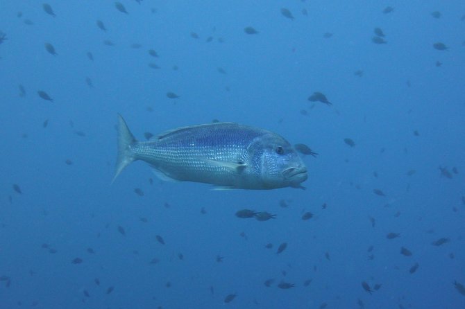 Double dive in the Capo Carbonara Marine Protected Area, for patents. - Guides and customer care: Patrizia, Roberto, Alberto, Lucio