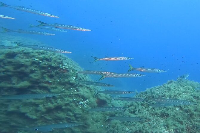 Double dive in the Capo Carbonara Marine Protected Area, for patents. - What’s included in the price, and what you’ll still pay for
