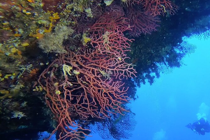 Double dive in the Capo Carbonara Marine Protected Area, for patents. - Gear comfort details that make the outing feel smoother