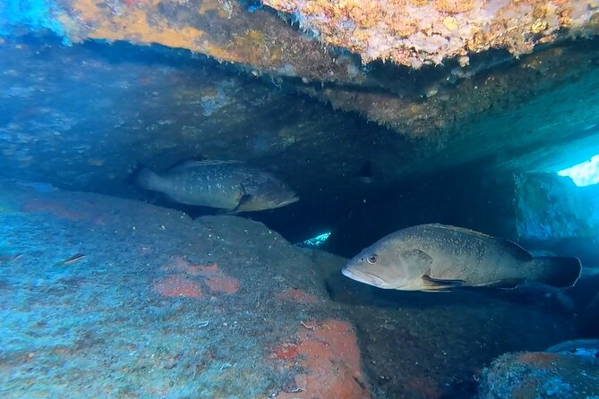 Double dive in the Capo Carbonara Marine Protected Area, for patents. - When communication or training doesn’t match your level