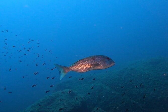 Double dive in the Capo Carbonara Marine Protected Area, for patents. - First underwater session at Nave near Isola dei Cavoli