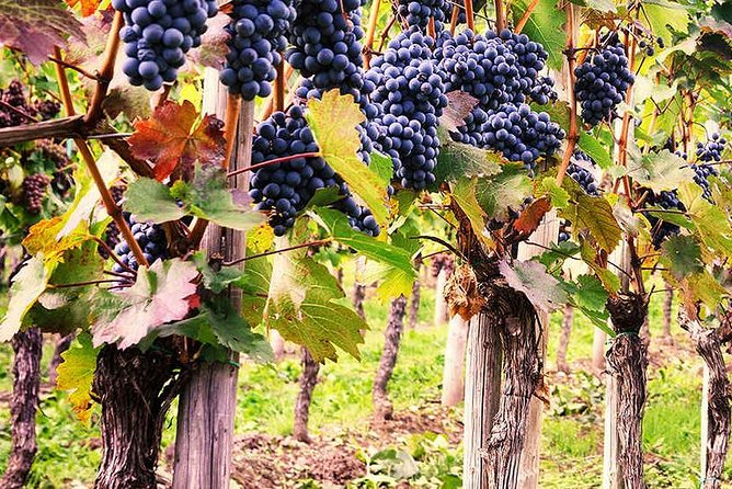 Exclusive Private Tuk-Tuk Tour: Visit to a Sardinian Winery - Price and value: $178.02 for a private 2-hour wine outing