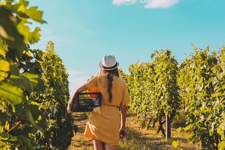 Exclusive Wine Tour: Sardinian Winery + Round-Trip Transfer - Key highlights worth your time