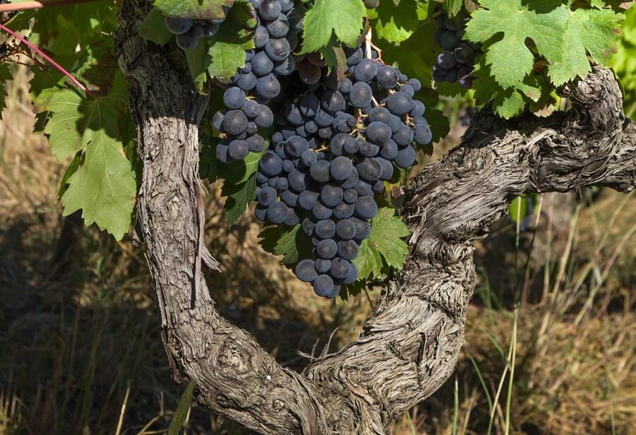 Exclusive Wine Tour: Sardinian Winery + Round-Trip Transfer - Tuk-tuk or minivan transfers: what to expect on the day