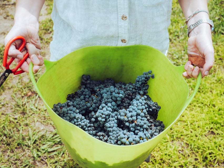 Exclusive Wine Tour: Sardinian Winery + Round-Trip Transfer - What you’ll taste: Cannonau and Vermentino in plain language