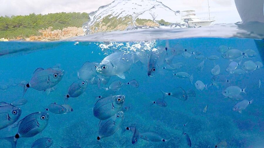 From Alghero: half-day motor boat trip - Southern Route Stops: Cala il Cantaro to Le Croci Reef