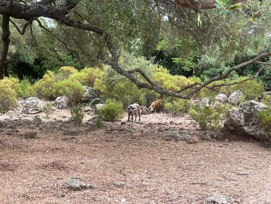 From Arbatax: 4hour jeep tour of the Golgo Plateau in Baunei - Key things to know before you go