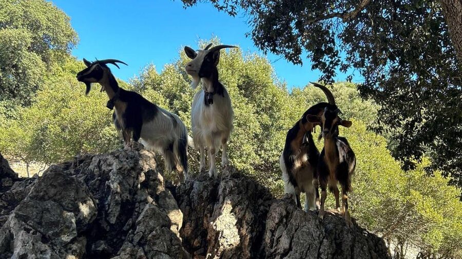 From Baunei: buggy tour to Punta Salinas - The Supramonte sheepfold stops: culture you can see