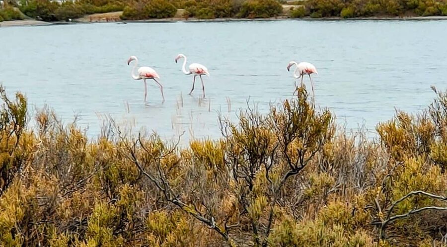 From Cagliari: Chia Beaches Tour with van - Key highlights worth planning for