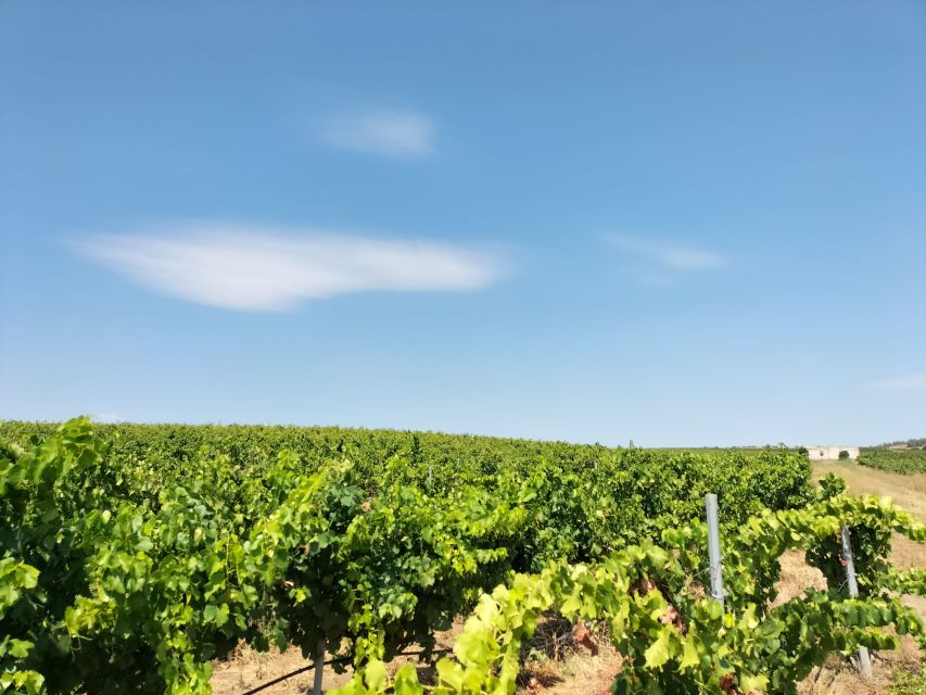 From Cagliari: Wine Cellar Tour with Tastings - Price and value: is $118.95 worth it?
