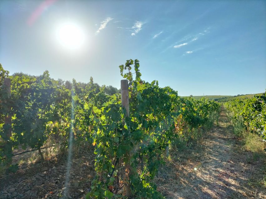 From Cagliari: Wine Cellar Tour with Tastings - Should you book this wine cellar tour near Cagliari?