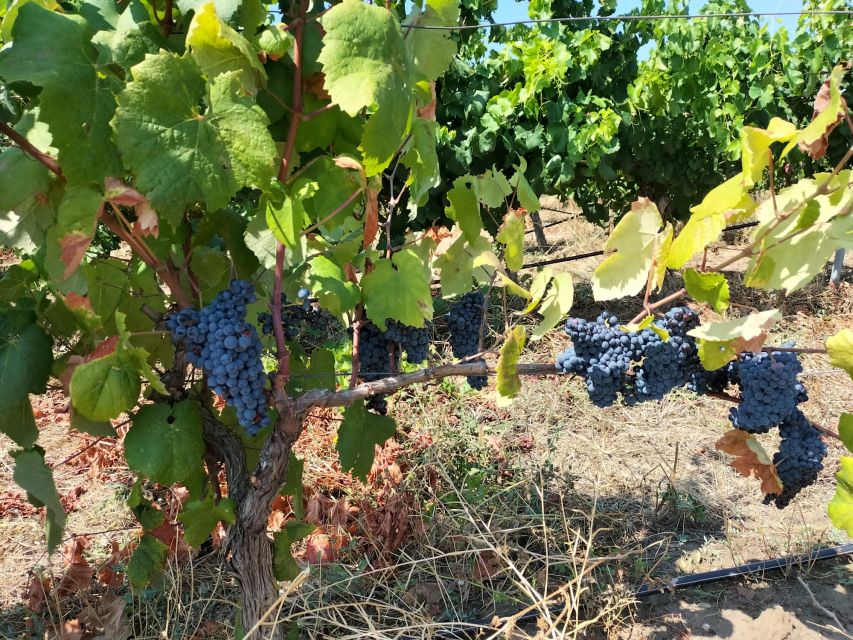 From Cagliari: Wine Cellar Tour with Tastings - FAQ