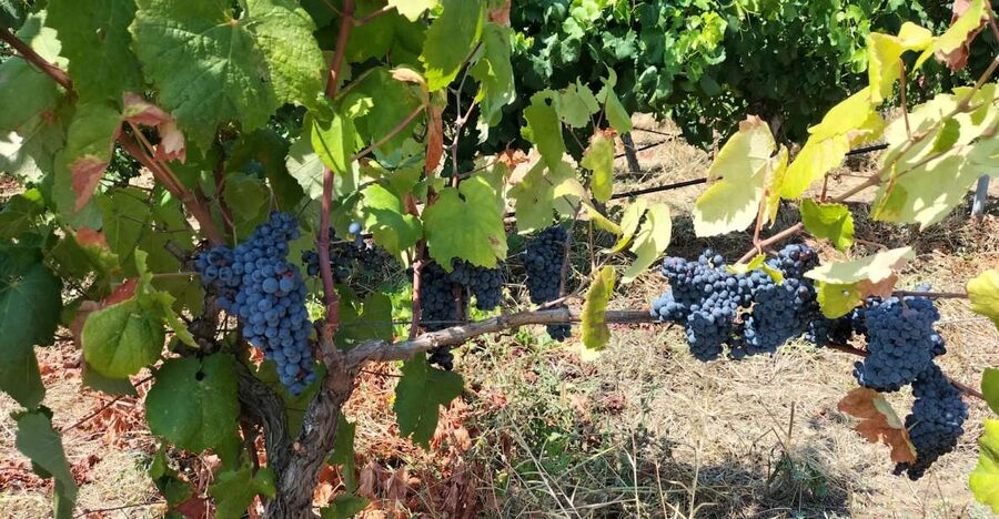 From Cagliari: Wine Cellar Tour with Tastings - What you actually do on the tour (a step-by-step feel)